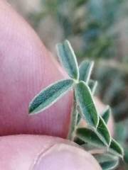 Onobrychis humilis matritensis