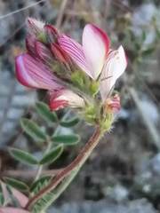 Onobrychis humilis matritensis