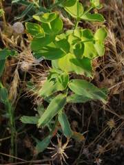 Euphorbia serrata