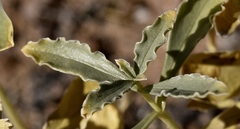 Penstemon albomarginatus