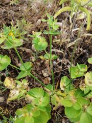 Euphorbia serrata