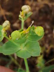 Euphorbia serrata