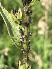 Uroleucon jaceicola