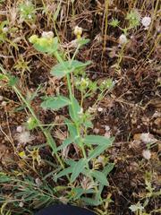 Euphorbia serrata