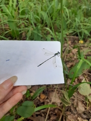 Lestes sponsa