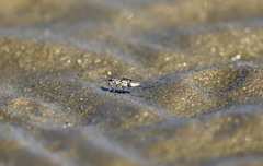 Ellipsoptera marginata