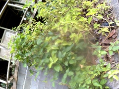 Coleus amboinicus