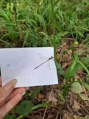 Lestes sponsa