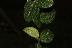 Miconia urticoides