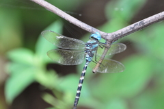 Anax immaculifrons