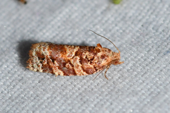 Argyrotaenia floridana