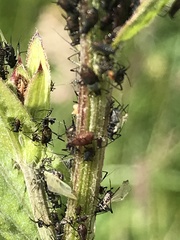 Uroleucon jaceicola