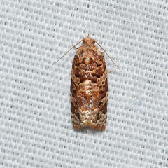Argyrotaenia floridana