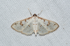 Palpita illibalis