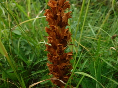 Orobanche elatior