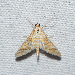 Epipagis fenestralis