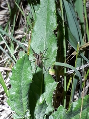 Schizocosa crassipalpata