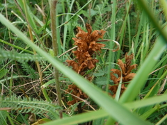 Orobanche elatior