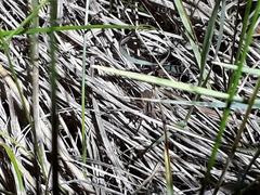 Schizocosa crassipalpata