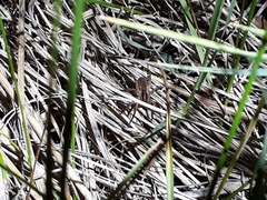 Schizocosa crassipalpata