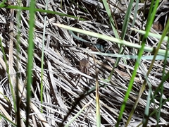 Schizocosa crassipalpata