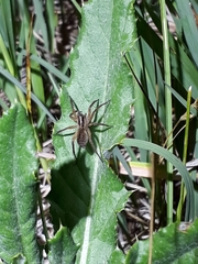 Schizocosa crassipalpata