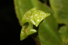 Monolena primuliflora