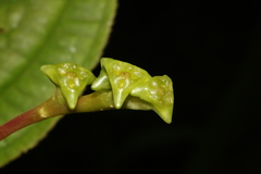 Monolena primuliflora