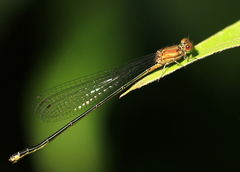 Pseudagrion pilidorsum declaratum