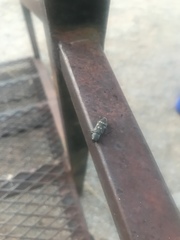 Melanophila consputa