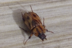 Cyclocephala amazona