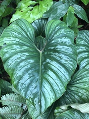 Philodendron mamei