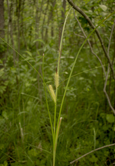 Carex utriculata