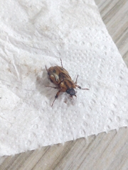 Cyclocephala amazona