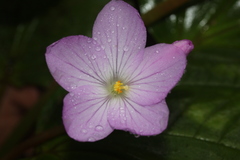 Monolena primuliflora