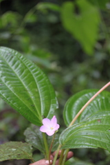 Monolena primuliflora