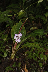 Monolena primuliflora