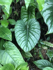 Philodendron mamei