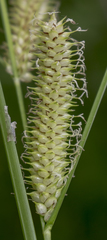Carex utriculata