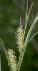 Carex utriculata