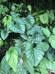 Philodendron mamei