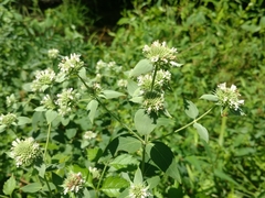 Pycnanthemum setosum