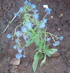 Cynoglossum amabile