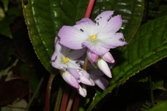 Monolena primuliflora
