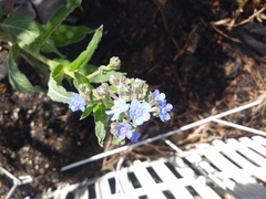 Cynoglossum amabile