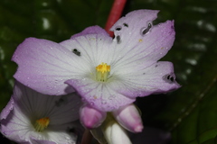 Monolena primuliflora