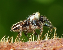 Evarcha hoyi