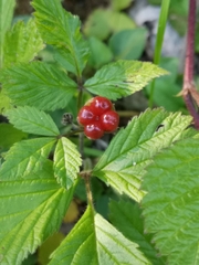 Rubus saxatilis