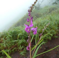 Polygala multiflora