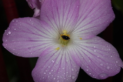 Monolena primuliflora